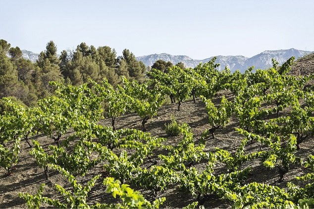 Vinice Costers del Priorat