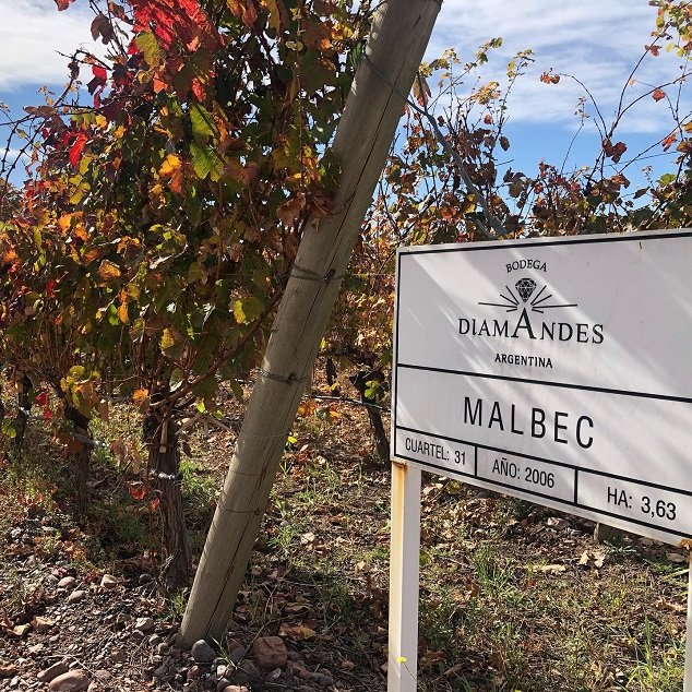 vinice malbec