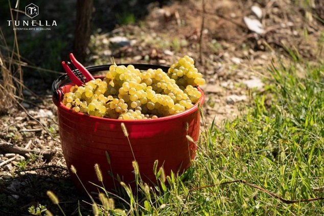 8 zajímavostí o odrůdě Pinot Gris