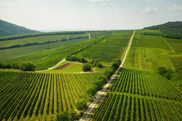 Villány: Plná červená vína z jihu Maďarska