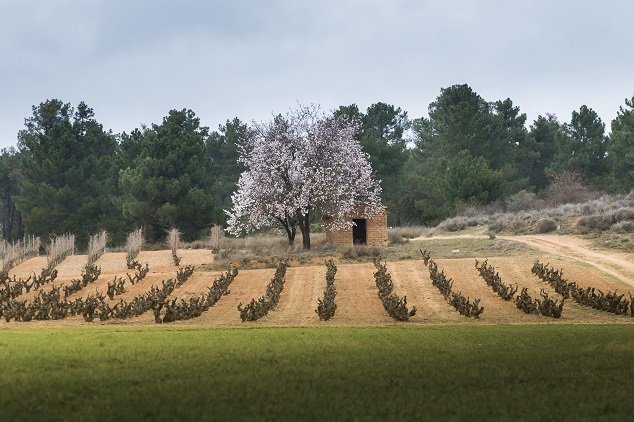 Rioja - spletitá historie a cesta vzhůru do vinařského nebe