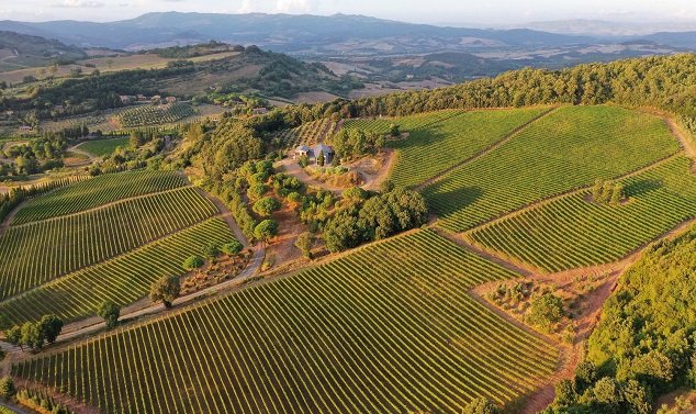 Odrůda Syrah a její vína