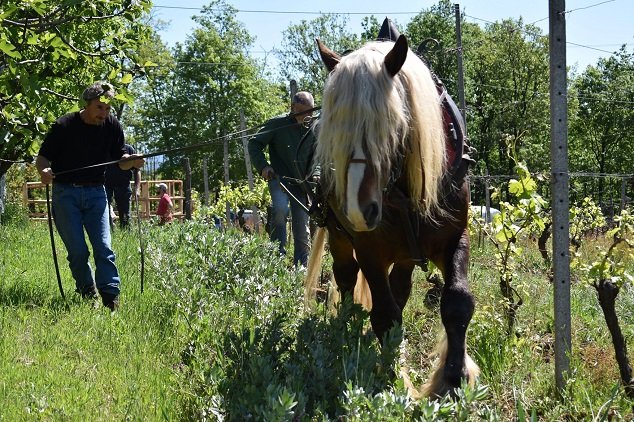 Biodynamické vinařství a vína