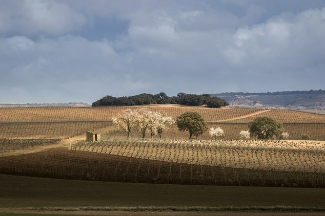 Vinice Ribera del Duero